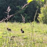 Zomer-konijntjes 20250516_180713