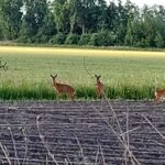 Zomer-reeen IMG-20250523-WA0000