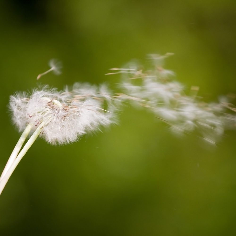 Mystical-Wind-NBS